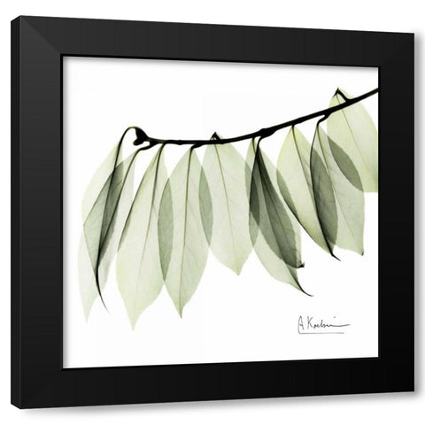 Camelia Leaf In White Black Modern Wood Framed Art Print with Double Matting by Koetsier, Albert