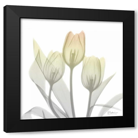 Sunday Morning Tulips Two Black Modern Wood Framed Art Print with Double Matting by Koetsier, Albert