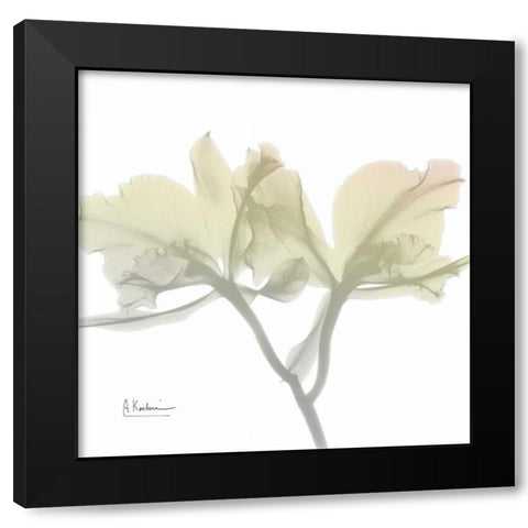 Sunday Morning Orchid Black Modern Wood Framed Art Print with Double Matting by Koetsier, Albert