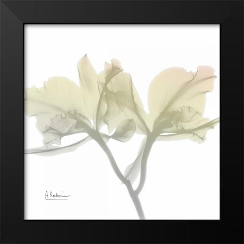 Sunday Morning Orchid Black Modern Wood Framed Art Print by Koetsier, Albert