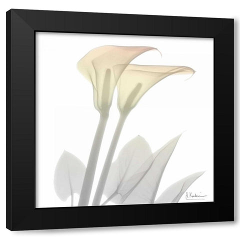 Sunday Morning Calla Lily Black Modern Wood Framed Art Print with Double Matting by Koetsier, Albert