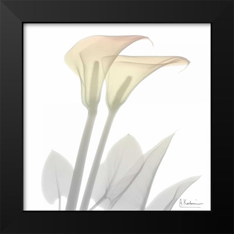 Sunday Morning Calla Lily Black Modern Wood Framed Art Print by Koetsier, Albert