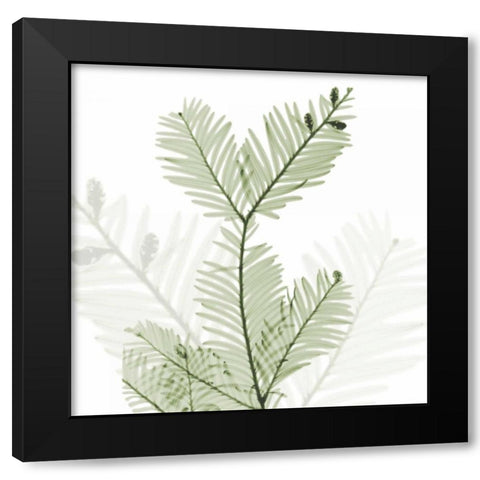 Sage Sequoia Black Modern Wood Framed Art Print with Double Matting by Koetsier, Albert