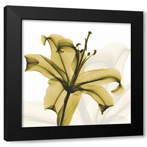 A Golden Lily Black Modern Wood Framed Art Print by Koetsier, Albert