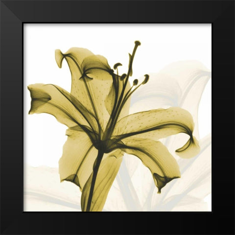 A Golden Lily Black Modern Wood Framed Art Print by Koetsier, Albert