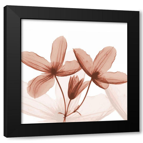 Journey Clematis Black Modern Wood Framed Art Print by Koetsier, Albert