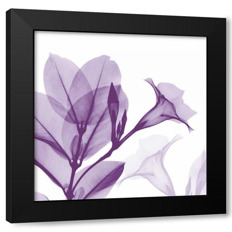 Lavender Mandelilla Black Modern Wood Framed Art Print with Double Matting by Koetsier, Albert