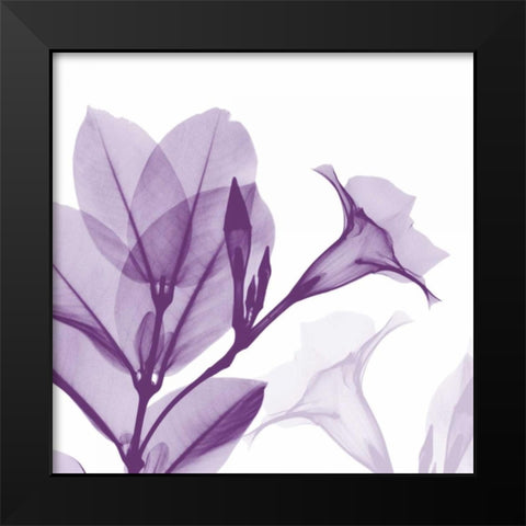 Lavender Mandelilla Black Modern Wood Framed Art Print by Koetsier, Albert