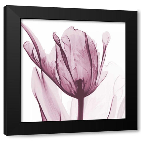 The Purple Tulip Black Modern Wood Framed Art Print with Double Matting by Koetsier, Albert