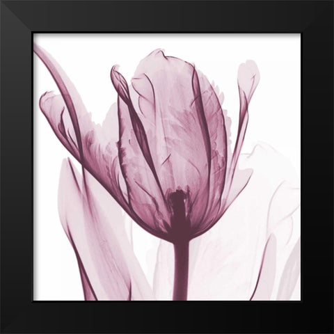 The Purple Tulip Black Modern Wood Framed Art Print by Koetsier, Albert