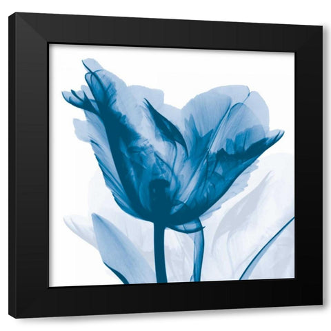 Lusty Blue Tulip Black Modern Wood Framed Art Print with Double Matting by Koetsier, Albert