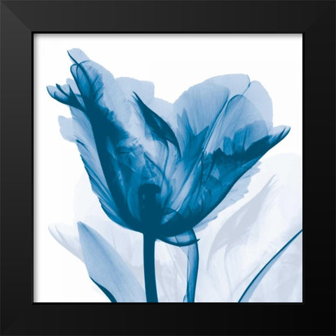 Lusty Blue Tulip Black Modern Wood Framed Art Print by Koetsier, Albert