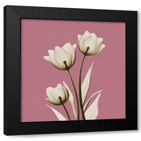 Pink Luster Tulips Black Modern Wood Framed Art Print with Double Matting by Koetsier, Albert