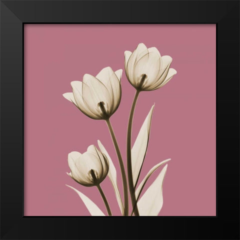 Pink Luster Tulips Black Modern Wood Framed Art Print by Koetsier, Albert