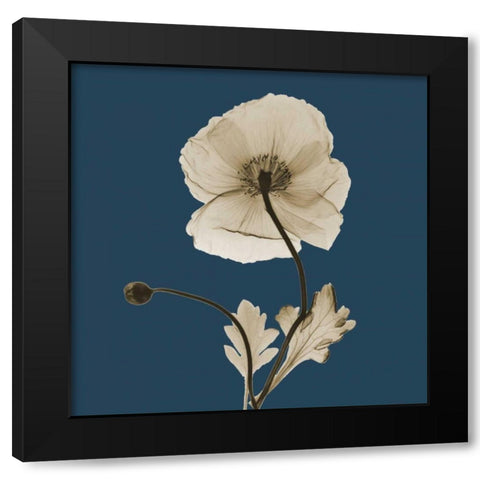 Luster Iceland Poppy Black Modern Wood Framed Art Print with Double Matting by Koetsier, Albert