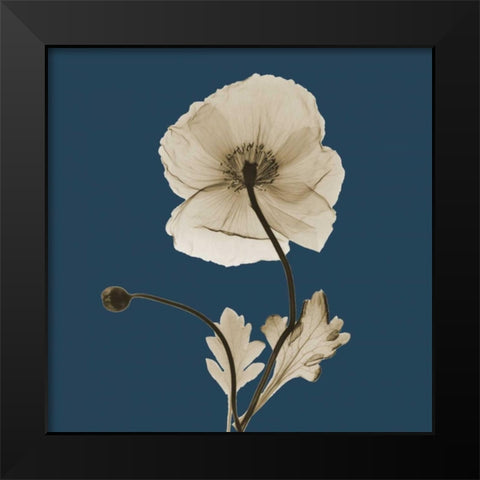 Luster Iceland Poppy Black Modern Wood Framed Art Print by Koetsier, Albert