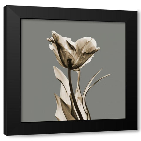 Gray Luster Tulip Black Modern Wood Framed Art Print with Double Matting by Koetsier, Albert