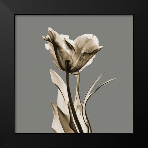 Gray Luster Tulip Black Modern Wood Framed Art Print by Koetsier, Albert