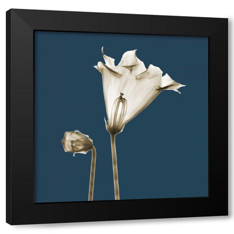 Blue Luster Gloxinia Black Modern Wood Framed Art Print with Double Matting by Koetsier, Albert