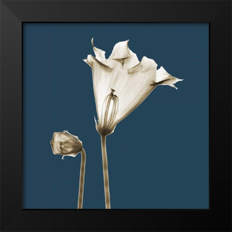 Blue Luster Gloxinia Black Modern Wood Framed Art Print by Koetsier, Albert