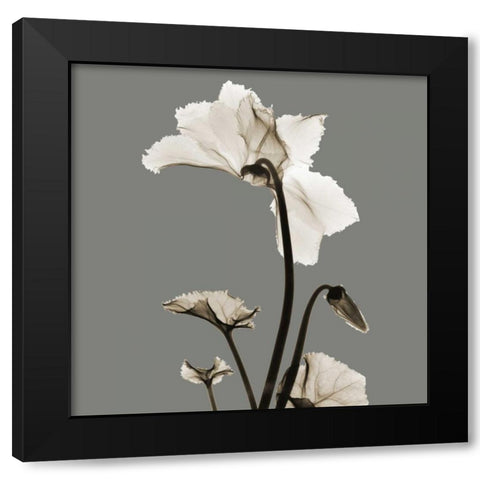 Gray Luster Cyclamen Black Modern Wood Framed Art Print with Double Matting by Koetsier, Albert