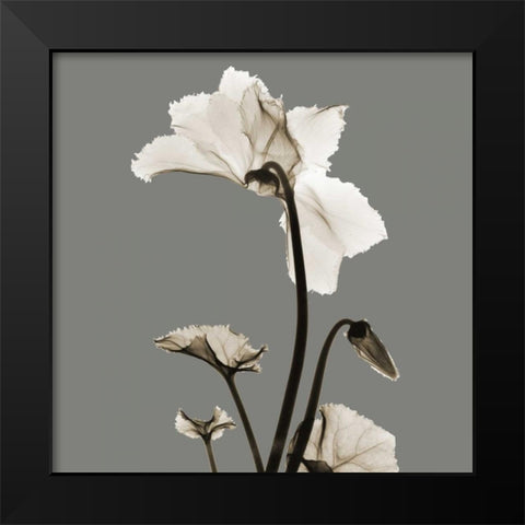 Gray Luster Cyclamen Black Modern Wood Framed Art Print by Koetsier, Albert