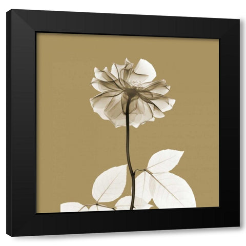 Brown Luster Rose Black Modern Wood Framed Art Print with Double Matting by Koetsier, Albert