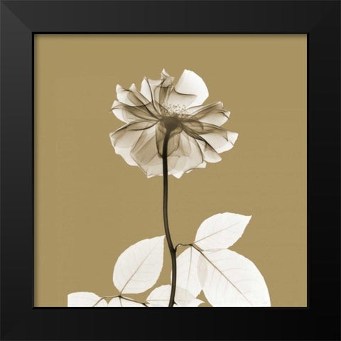 Brown Luster Rose Black Modern Wood Framed Art Print by Koetsier, Albert