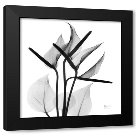 Flamingo Squared Black Modern Wood Framed Art Print with Double Matting by Koetsier, Albert