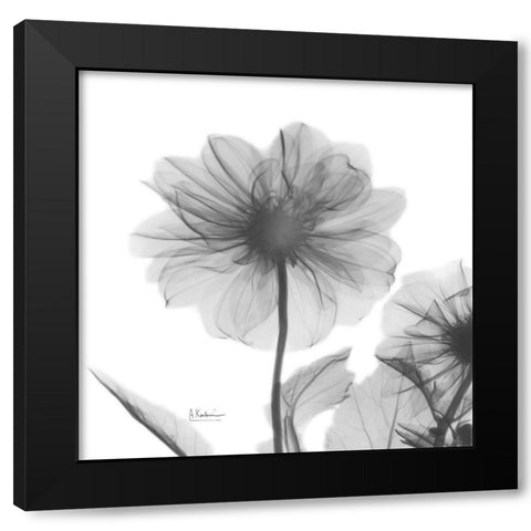 Dahlia Twins Black Modern Wood Framed Art Print with Double Matting by Koetsier, Albert