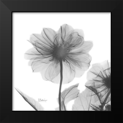 Dahlia Twins Black Modern Wood Framed Art Print by Koetsier, Albert