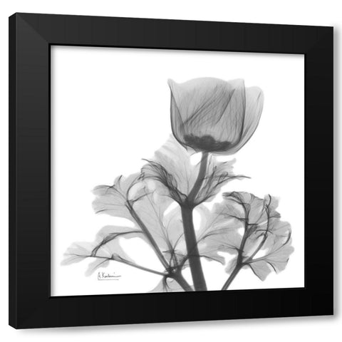 Lonely Anemone Black Modern Wood Framed Art Print by Koetsier, Albert