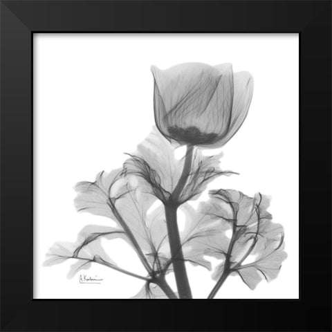 Lonely Anemone Black Modern Wood Framed Art Print by Koetsier, Albert