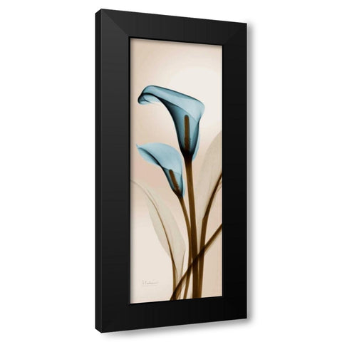 Blue Calla Lily Black Modern Wood Framed Art Print with Double Matting by Koetsier, Albert