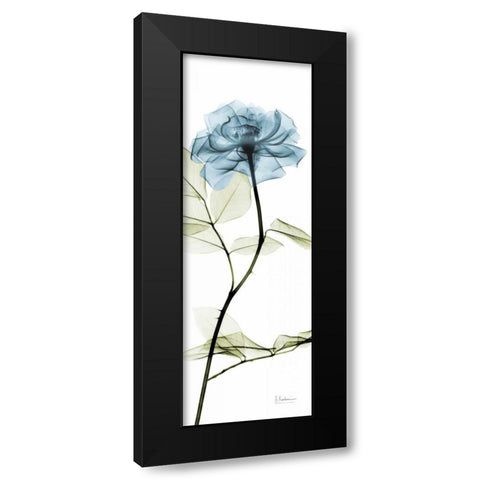 Long Blue Rose Black Modern Wood Framed Art Print with Double Matting by Koetsier, Albert