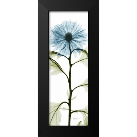 Long Blue Chrysanthemum Black Modern Wood Framed Art Print by Koetsier, Albert