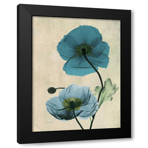 Iceland Poppy Black Modern Wood Framed Art Print by Koetsier, Albert