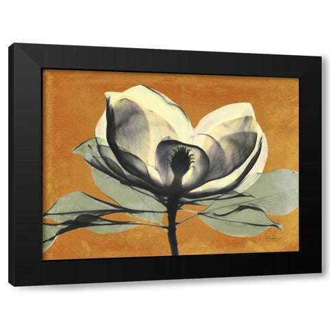 Warm Magnolia 1 Black Modern Wood Framed Art Print by Koetsier, Albert