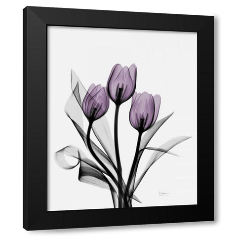 Three Purple Tulips H14 Black Modern Wood Framed Art Print with Double Matting by Koetsier, Albert