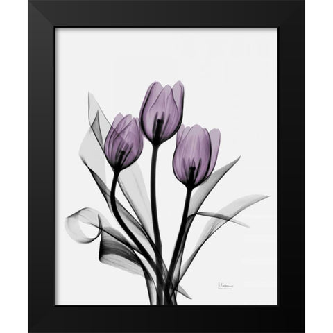 Three Purple Tulips H14 Black Modern Wood Framed Art Print by Koetsier, Albert