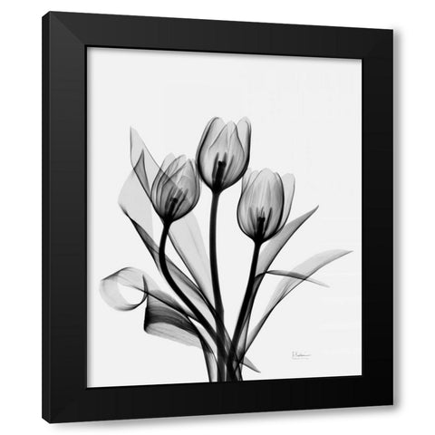 Three Gray Tulips H14 Black Modern Wood Framed Art Print by Koetsier, Albert