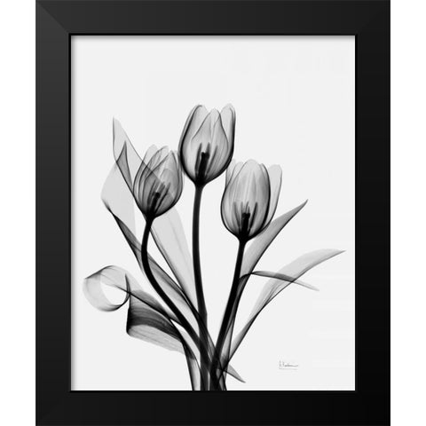 Three Gray Tulips H14 Black Modern Wood Framed Art Print by Koetsier, Albert