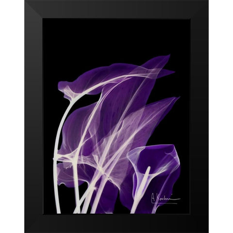 Purple Calla Black Modern Wood Framed Art Print by Koetsier, Albert