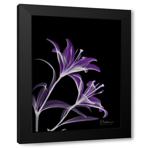 Purple Lily Black Modern Wood Framed Art Print by Koetsier, Albert