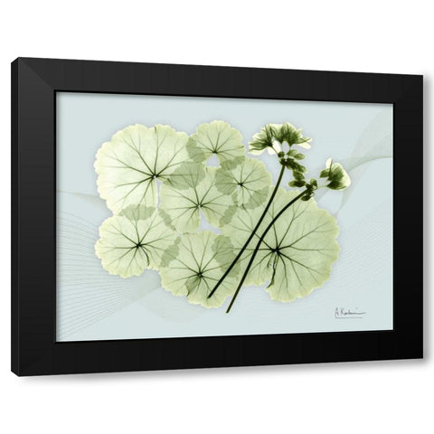 Geranium L48 Black Modern Wood Framed Art Print with Double Matting by Koetsier, Albert