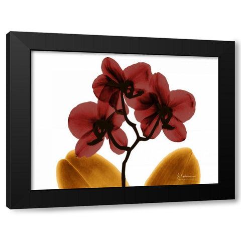 Orchid Fall Black Modern Wood Framed Art Print with Double Matting by Koetsier, Albert