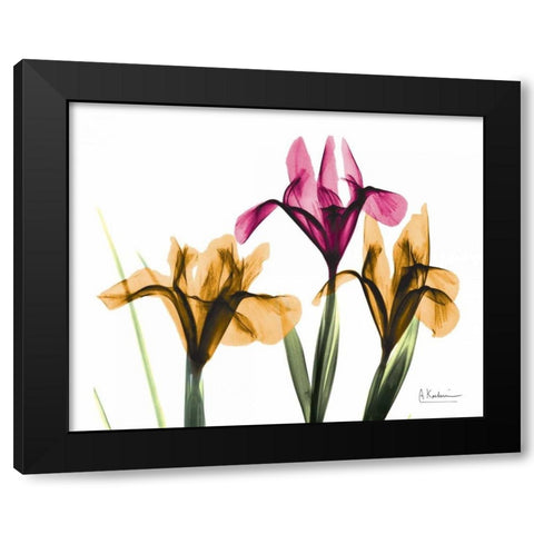 Iris Black Modern Wood Framed Art Print with Double Matting by Koetsier, Albert