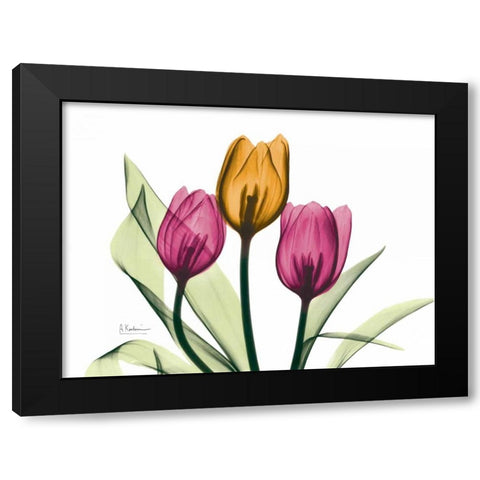 Tulip Black Modern Wood Framed Art Print with Double Matting by Koetsier, Albert