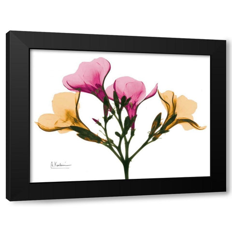 Oleander A56 Black Modern Wood Framed Art Print with Double Matting by Koetsier, Albert