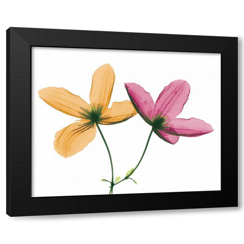 Clematis Black Modern Wood Framed Art Print with Double Matting by Koetsier, Albert